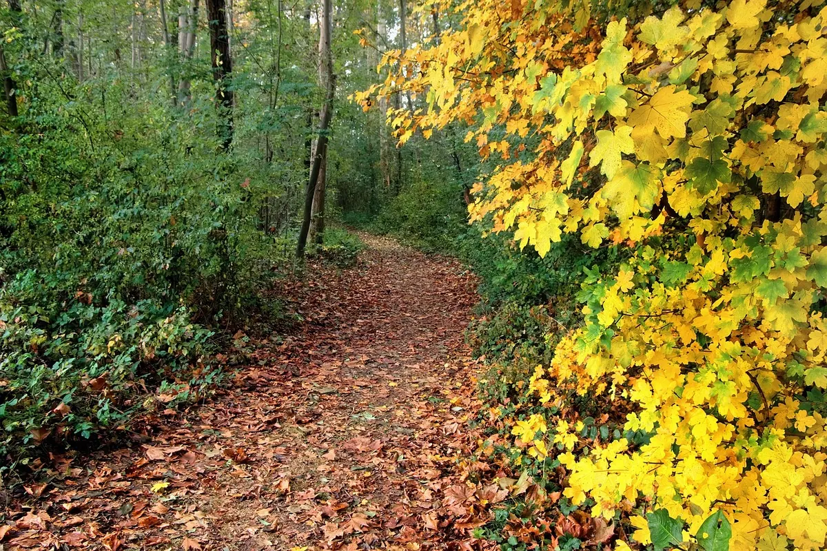 Coastal Paths in Autumn: Finding Migration Hotspots for Passage Birds