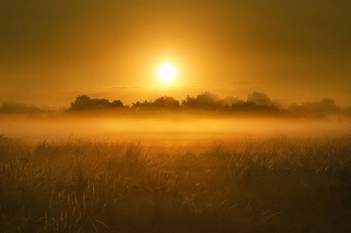 Dawn Chorus Month by Month: What to Listen For from March to June