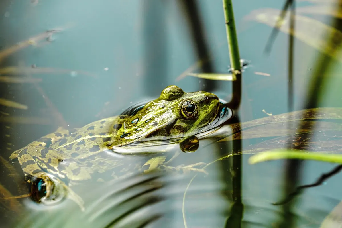 Reading a Wetland: How to Tell a Marsh, Fen and Bog Apart on a Walk