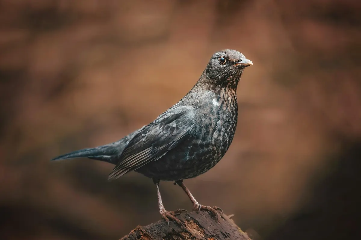 Ten Common Mistakes New Birdwatchers Make (and How to Avoid Them)
