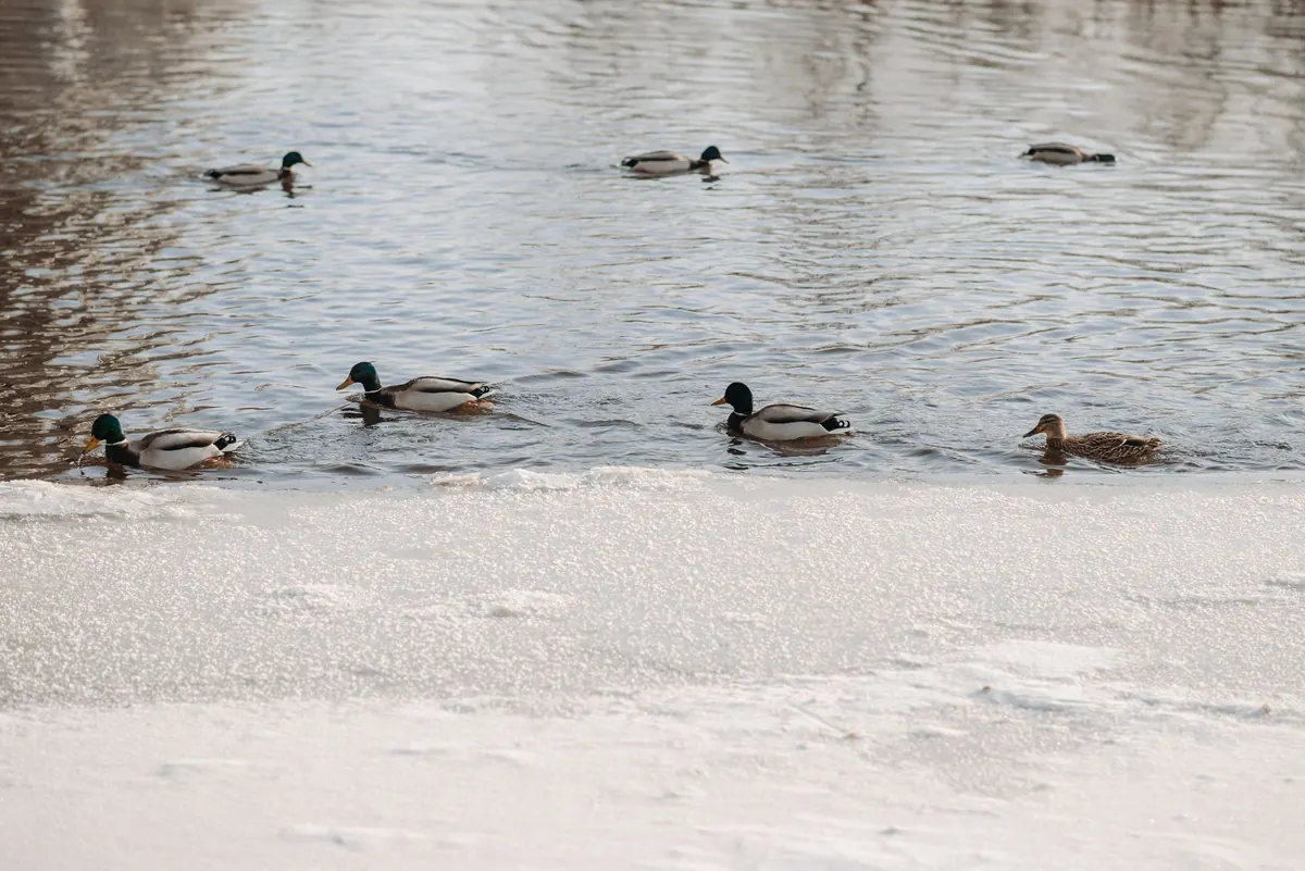 Winter Wetland Bird Counts: Spotting Overwintering Wildfowl in the UK
